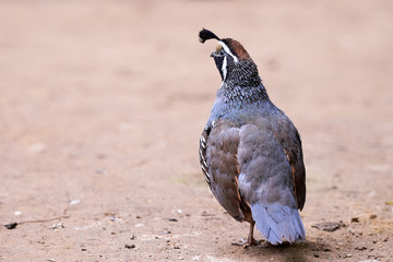 California quail closeup ( Callipepla californica )
