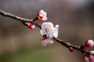 Young twig with cherry blossoms. The flowers are pink in color and with many pollen for pollination.