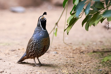 California quail closeup ( Callipepla californica )