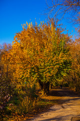 Fototapeta premium autumn landscape with trees