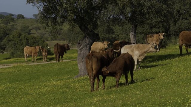 Calf suckling from its mother in a meadow. Retinta breed calves grazing in the spring of the Pedroches Valley. Limousin. Angus