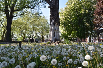 GRAINES DE PISSENLIT DANS UN PARC EN BELGIQUE (LIEGE)