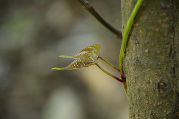 spider on a leaf