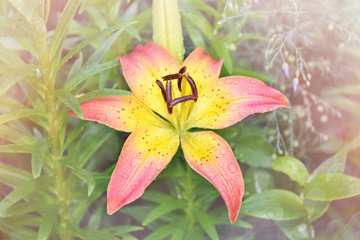 Pink Lily with a yellow center in raindrops, close-up on a blurred garden background. Soft selective focus