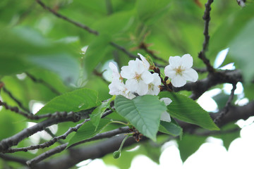 遅咲きの桜と若葉（染井吉野）