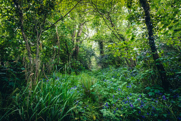 bluebell woodland glade cornwall england uk 