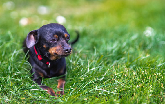 ratler ratlerek mały piesek pies leży na trawie domowy