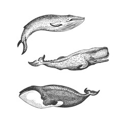 Graphical set of whales isolated on white background. Sperm whale, blue whale and Greenland right whale illustration, endangered marine animal concept. Educational wildlife design