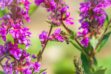 Summer Flowering Purple Loosestrife, Lythrum tomentosum on a green blured background. A bee collects nectar from bright purple flowers.