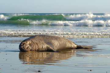Sea elephant resting on the shore near the ocean, California