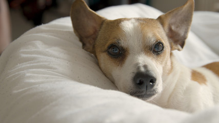 Cute Jack Russel looking at the camera then lays his head down