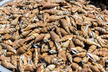 Fresh snails in food market, Vietnam