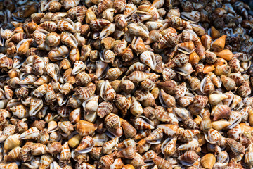 Fresh snails in food market, Vietnam