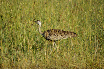 Female of black-bellied bustard in Maasai Mara National Reserve, Kenya