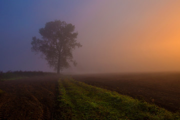 Fototapeta na wymiar Single tree on a field in the morning fog