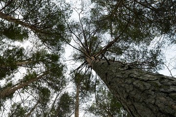 Fototapeta premium View from below on the trunks and tops of tall trees and the sky. Nature of the forest for traveling. Beautiful landscape of the forest area in the daytime