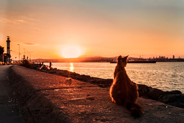 Fluffy red cat on a dyke on the sea shore in Istanbul © Seticio