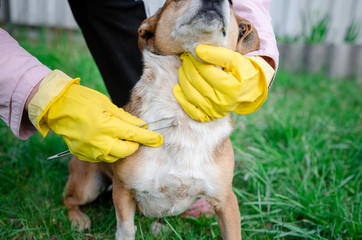 Closeup of human hands using silver 
tweezers to remove dog adult tick from the fur,dog health care concept. Veterinarian doctor removing a tick from dog - animal and pet veterinary care concept