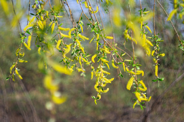 green spring trees with leaves on a background of blue spring sky