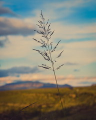 sunset in the field