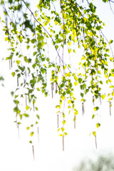 green spring trees with leaves on a background of blue spring sky