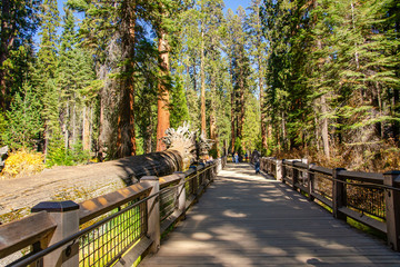 Sequoia «Fallen Monarch» in the Mariposa Grove 