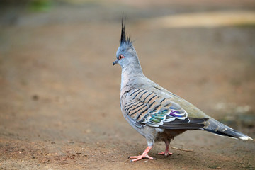 Crested pigeon bird closeup (Ocyphaps lophotes)	