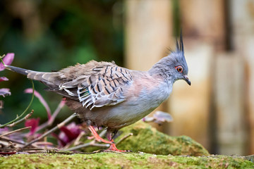 Crested pigeon bird closeup (Ocyphaps lophotes)	