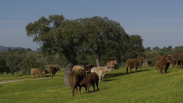 Calf suckling from its mother in a meadow. Retinta breed calves grazing in the spring of the Pedroches Valley. Limousin. Angus