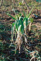 Leeks growing in a field in December
