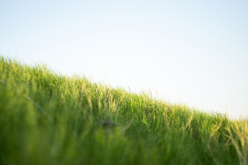 Fototapeta na wymiar Green spring grass