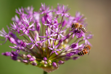 bee on lavender