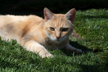 Rotgetigerter Kater im Garten auf Rasen