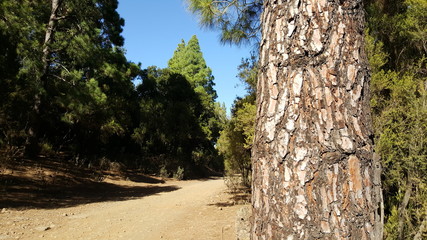 Wanderweg im La Caldera-Gebiet, Teneriffa
