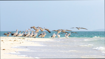 A Fast Shutter Speed Shot of A Pod of Pelicans Flying