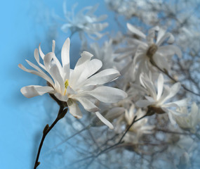 Close-up of magnolia flower with bright blue sky and magnolia tree in background