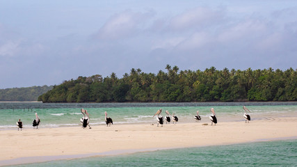 Fototapeta na wymiar A Pod of Pelicans In A Small Island