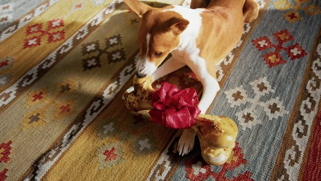 Cute puppy basenji dog enjoy his birthday present big bone at home in living room. Rack and selective focus
