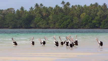 A Pod of Pelicans In A Small Island