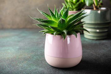 Indoor houseplant succulent in pink ceramic pot on brown background with copy space.