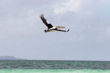 Fototapeta na wymiar A Fast Shutter Speed Shot of A Pod of Pelicans Flying