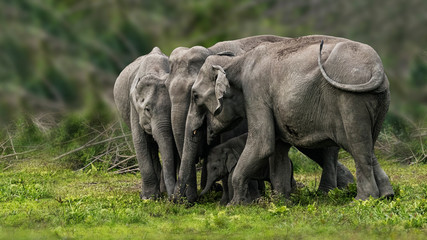 Protecting their new born 