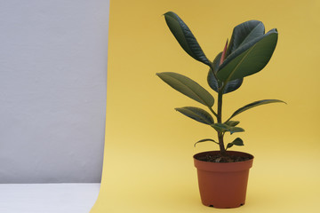 Ficus, a houseplant in a brown pot on a yellow and white background. Isolated. Free space for text	