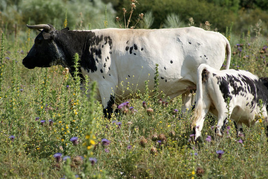 A tame Berrenda colored cow with her young calf