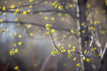 Spring growth