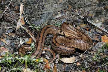 Ladder snake / Treppennatter (Zamenis scalaris, Rhinechis scalaris, Elaphe scalaris) - Algarve,...