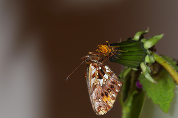 A small multi-colored butterfly on a dandelion bud on a blurred background...
