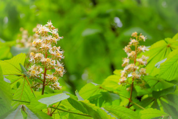 bee on the flowers