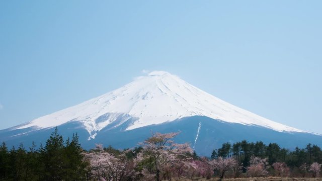 春の富士山　タイムラプス　満開の桜　創造の森