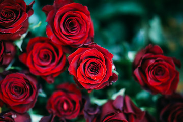 many red roses